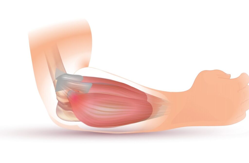 Dirsek bölgesini gösteren anatomik çizim