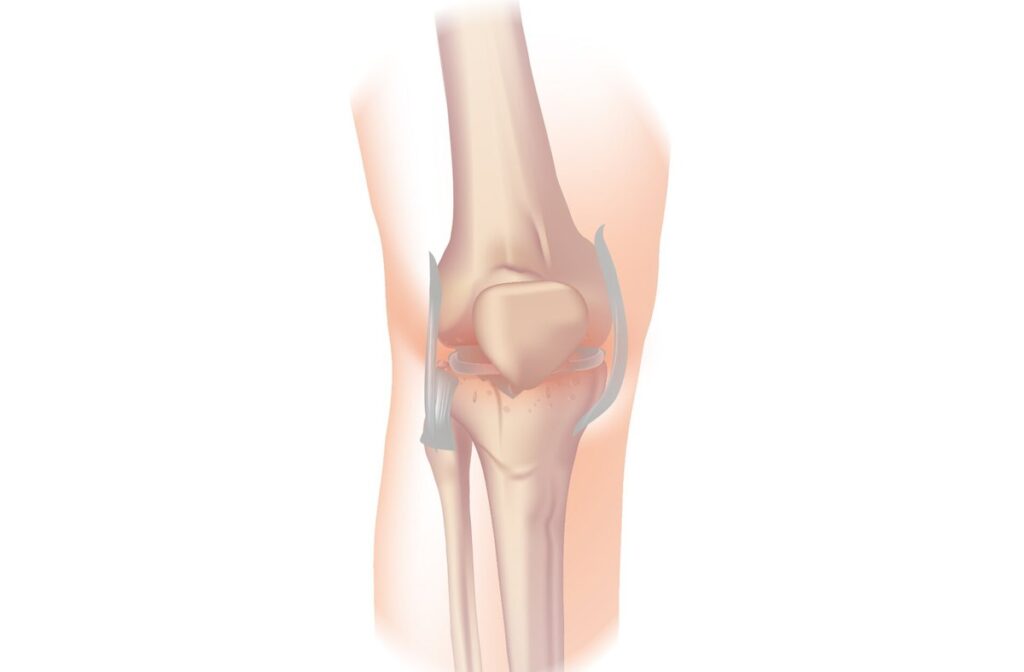 Diz bölgesini gösteren anatomik çizim