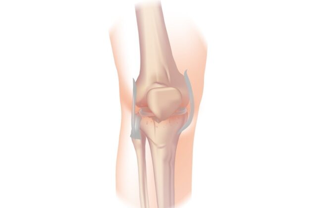 Diz bölgesini gösteren anatomik çizim