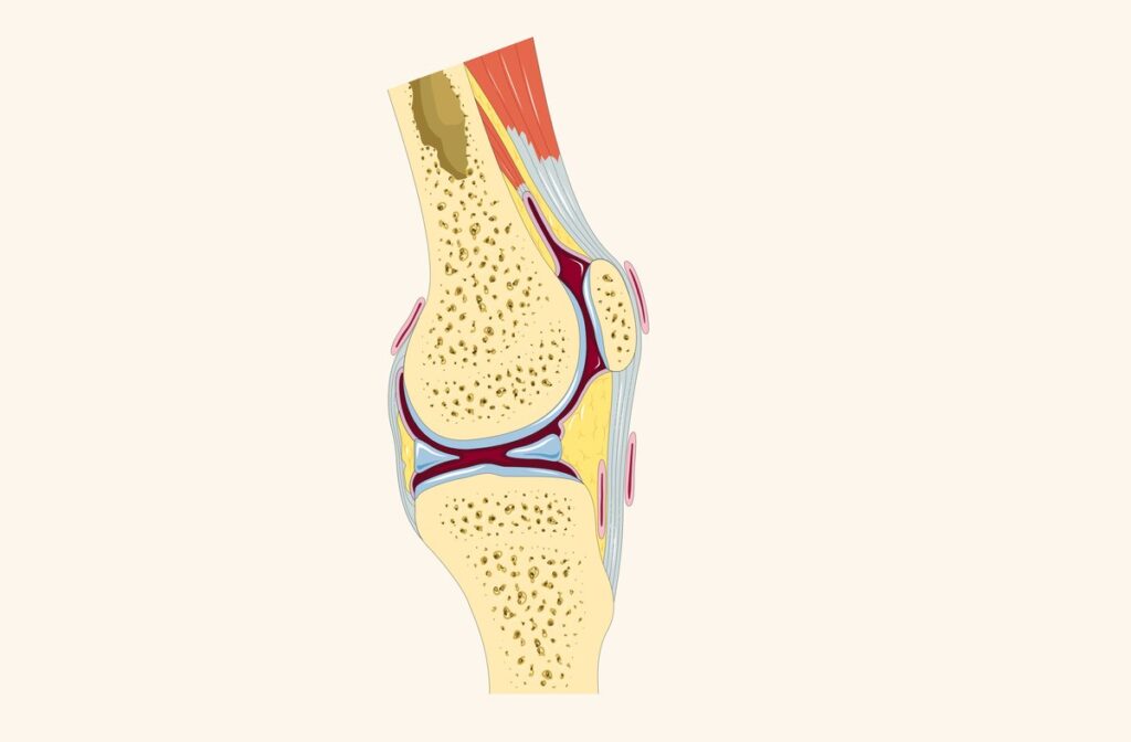 Diz ekleminin kesitsel anatomisini gösteren çizim